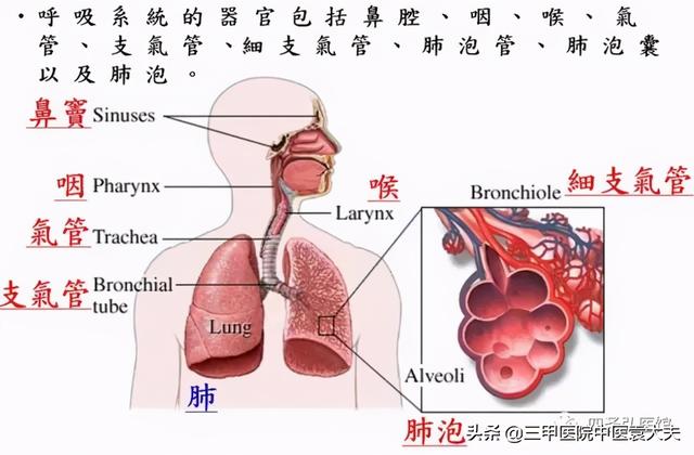 迈入中医之门第79篇：中医视角解读“慢性肺病论治”
