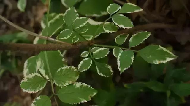 如何打造美丽花境？（文末附方法）