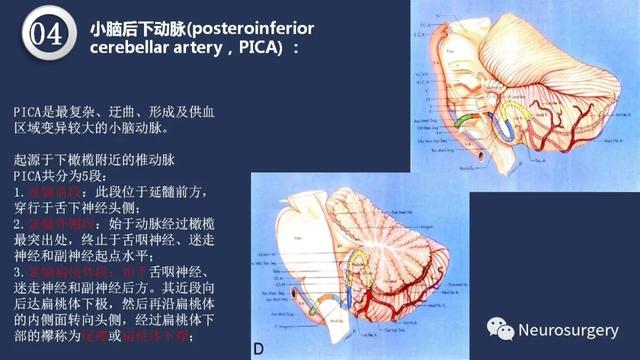 头颈动脉系统相关解剖