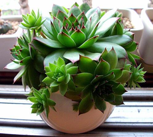 忙？喜欢养多肉？盆栽观音莲牢记此5点，好看又好养