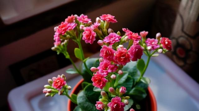 影响长寿花开花的不仅仅是肥料，还要注意这3点，你做到了吗？