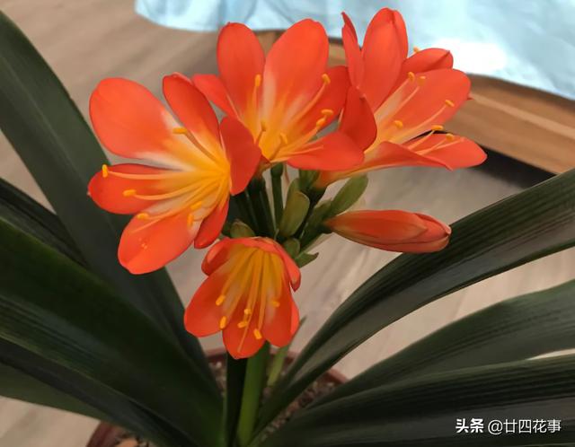 11月份，3种花易“懒花”，不“上点手段”，只长叶不见花