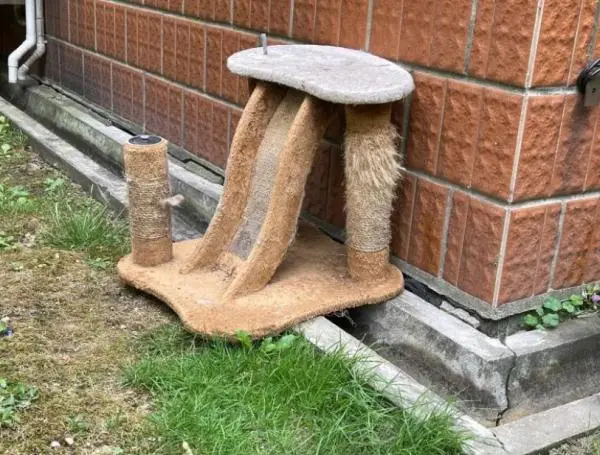 沪上小区流浪猫泛滥 对这些毛孩子，该护还是该抓？