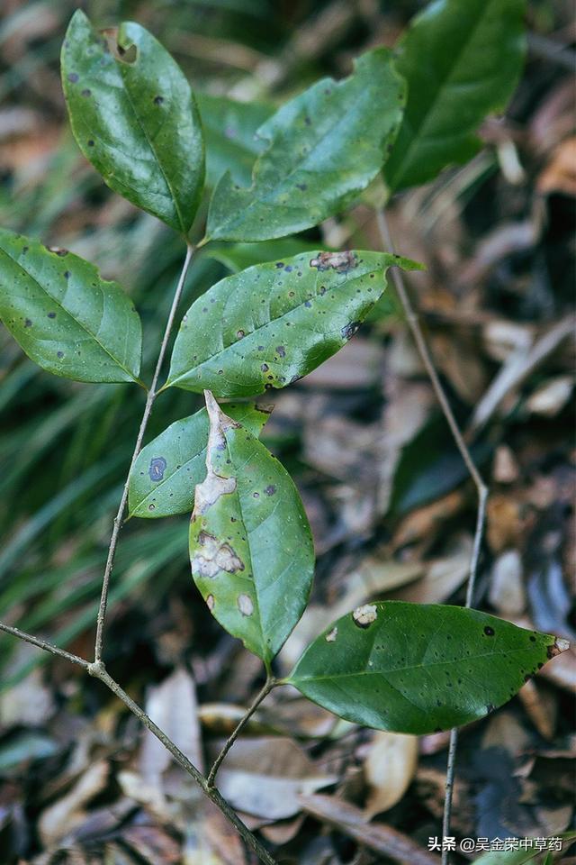 #健康学堂#常见的感冒，中暑，蚊蚁叮咬，了解下这种植物，或许对你有帮助