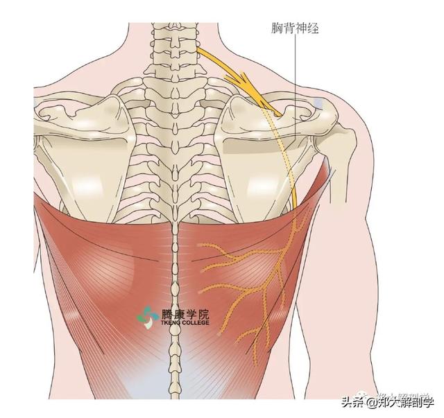 臂丛神经临床检查