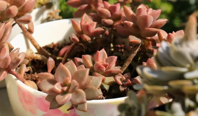 多肉上色不均匀，三个“小动作”，催出果冻红，养成群生小老桩