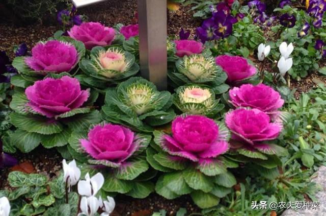 这3种花卉，冬天零下不怕“冻死”，耐寒能力杠杠的，漂亮好养