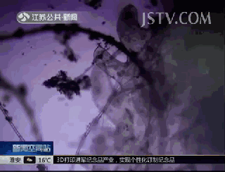 「陌上花」这9道菜千万别这样吃, 全是虫! 夏天很多孩子都爱吃! 快看看吃对了吗