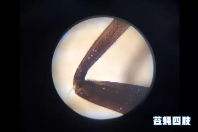 你的育儿经|2020最带感“玩具”!一键旋转120倍变焦,网友:媲美徕卡