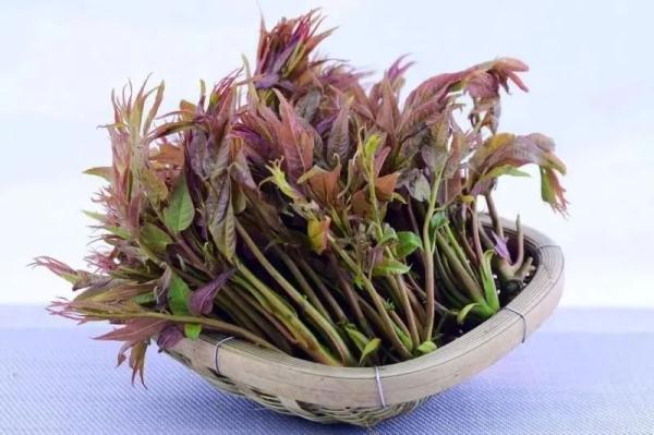 香椿|一盘香椿炒蛋下肚“险丧命”！吃这种时鲜菜，中疾控专家特别提醒