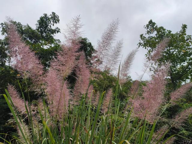 象山文学｜秋意浓郁的贵溪占源