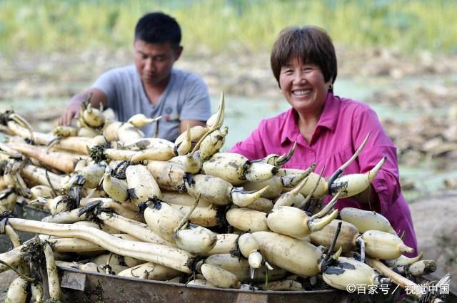 莲藕7孔和9孔有什么区别？挖藕大爷：差别可大了！挑错难以下咽