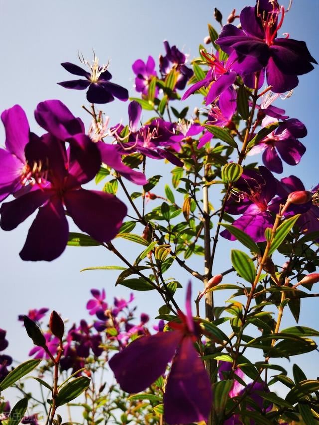 它也叫牡丹，比真牡丹便宜，是我认为的“宝藏花卉”