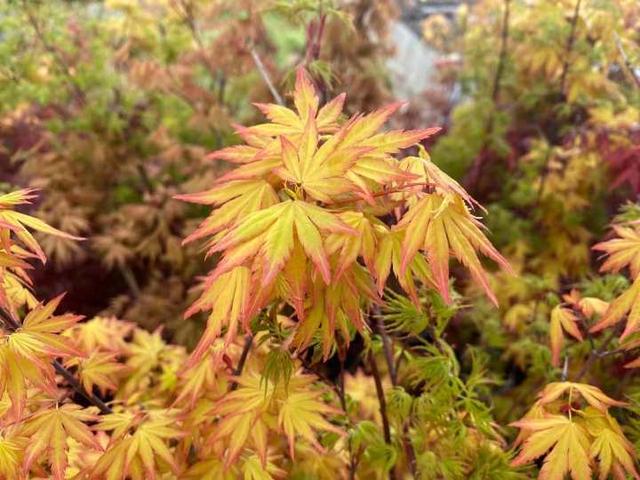 枫树|有图有真相，春天的枫叶实在太迷人了，浙江有人卖它年入百万