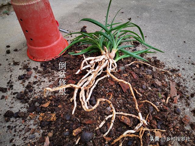 兰花多久换一次土？3个原因是关键，壮苗促蕾在于勤