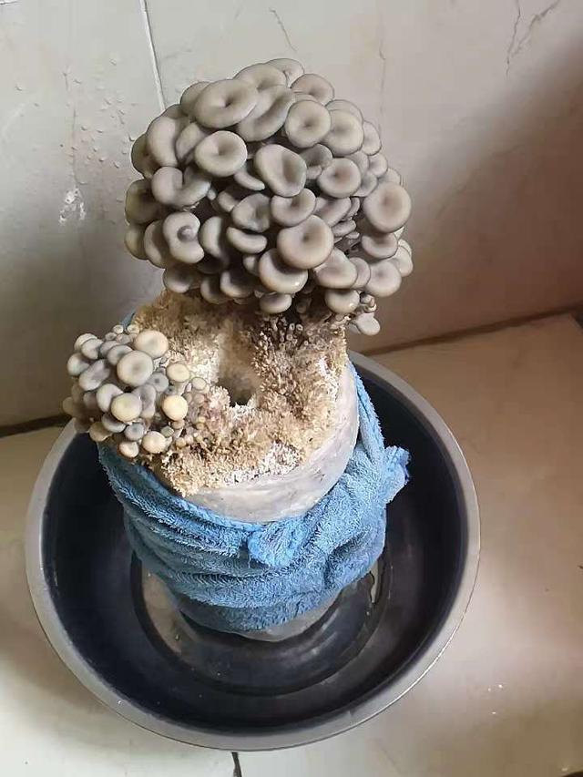你的育儿经|寓教于乐 小朋友们成蘑菇“种植大户”