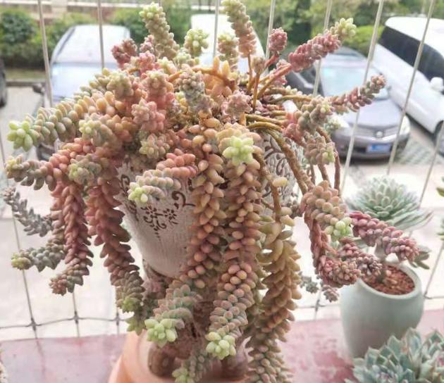 多肉玉缀怎么养？掌握“4点”，一簇簇的叶子将长得又密又粉嫩