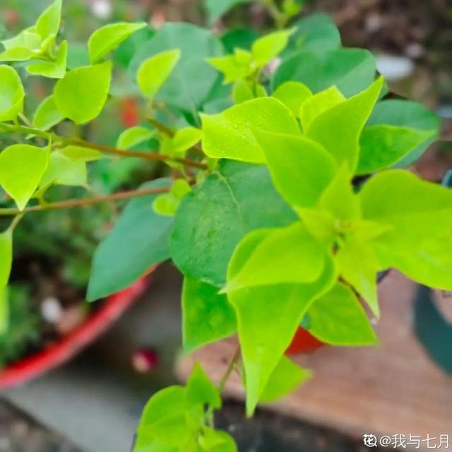 养三角梅，这几点做不对，光长叶子不开花