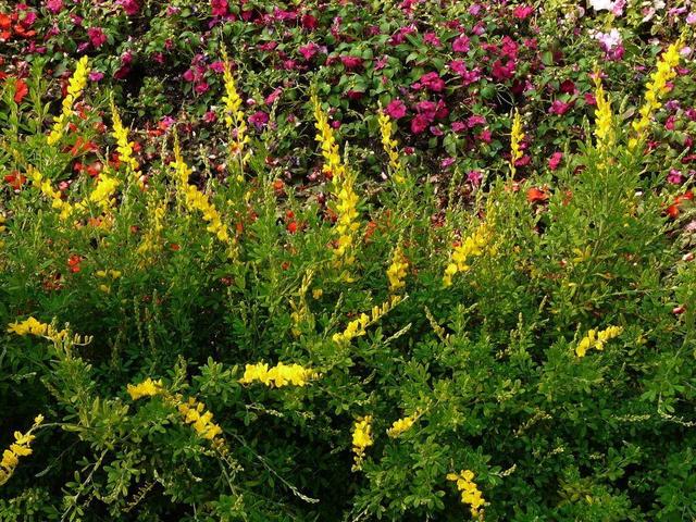 匍匐生长的金雀花，开花金灿灿极耀眼，记住这几点开得旺