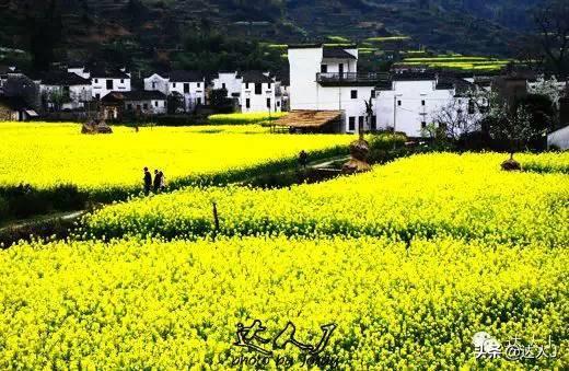 [世界那么大]#唤醒好春光#这次，我要去婺源感受不一样的油菜花世界