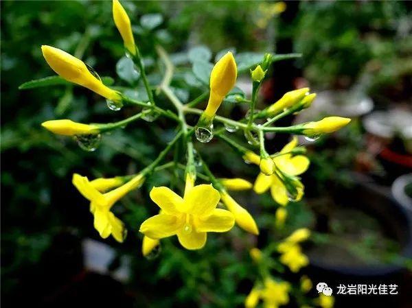 你的育儿经▲【停课不停学】迎春花儿开