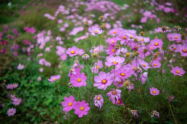 高颜值担当，唯卓仕 23mm &amp; 33mm EOS-M版