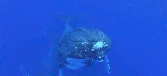 First Whale Fall Discovered in the South China Sea: A Whale's Death, a Grand and Moving Funeral for the Oceans!