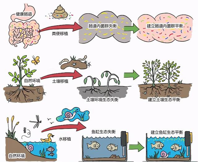 粪菌治病！移植功能菌群，重建患者胃肠道内环境