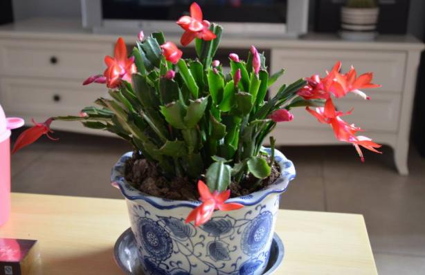 12月蟹爪兰要开花，4件“小事”不要做，否则直接落花苞