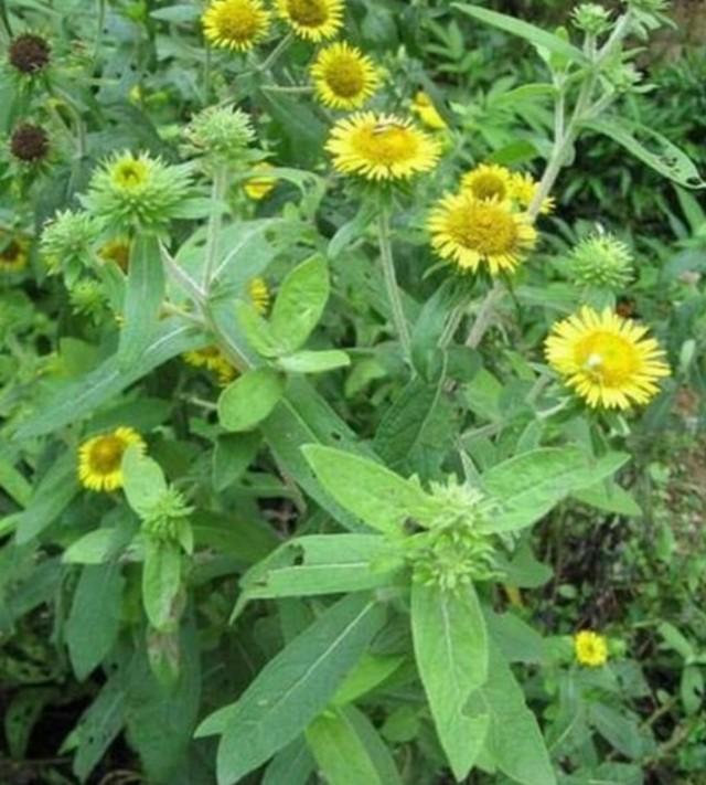 [你的育儿经]我的育儿观察——植物篇