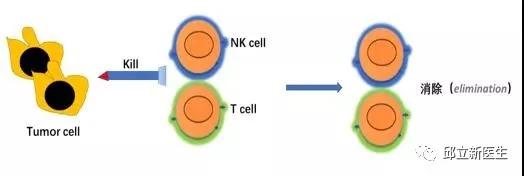 肿瘤医生揭秘：不懂免疫治疗的原理？先看肿瘤与免疫系统的关系