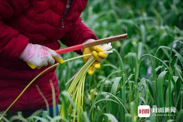 蒜苔|图集｜好吃嘴们看过来 你最爱的蒜苔是这样收割的