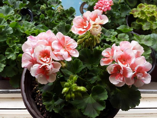 这“三种花”是勤花小普货，遇水疯长寓意好，单朵能开一个月