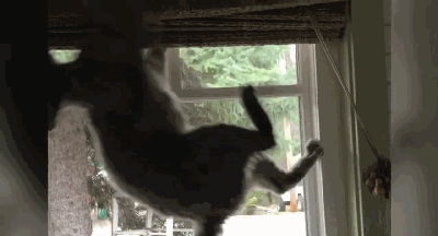 澎湃新闻|电影院关太久,美国人拿出的杀手锏是“猫”