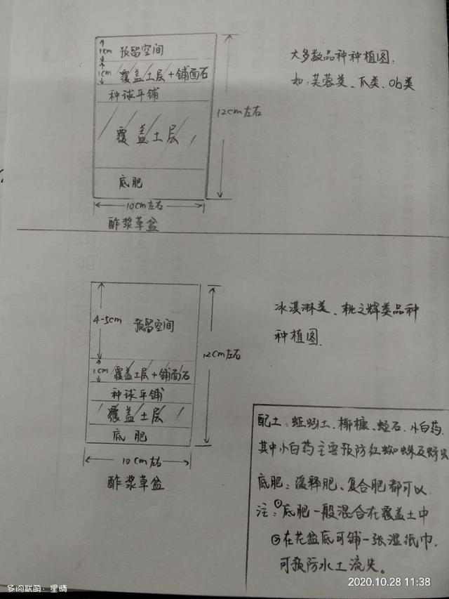 花色迷人，酢浆草成长记