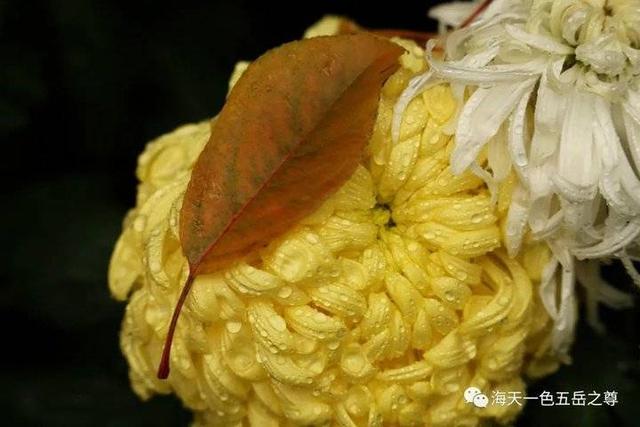 寒花已开尽～菊蕊独盈枝：趵突泉的菊花，冬雨中不畏严寒傲视寒霜