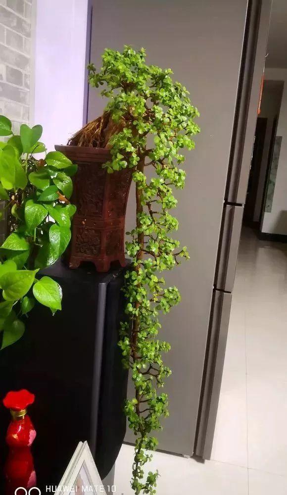 长寿花|这花就得饿着养，盆小水少，叶子越剪长得越旺！