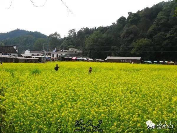 [世界那么大]#唤醒好春光#这次，我要去婺源感受不一样的油菜花世界