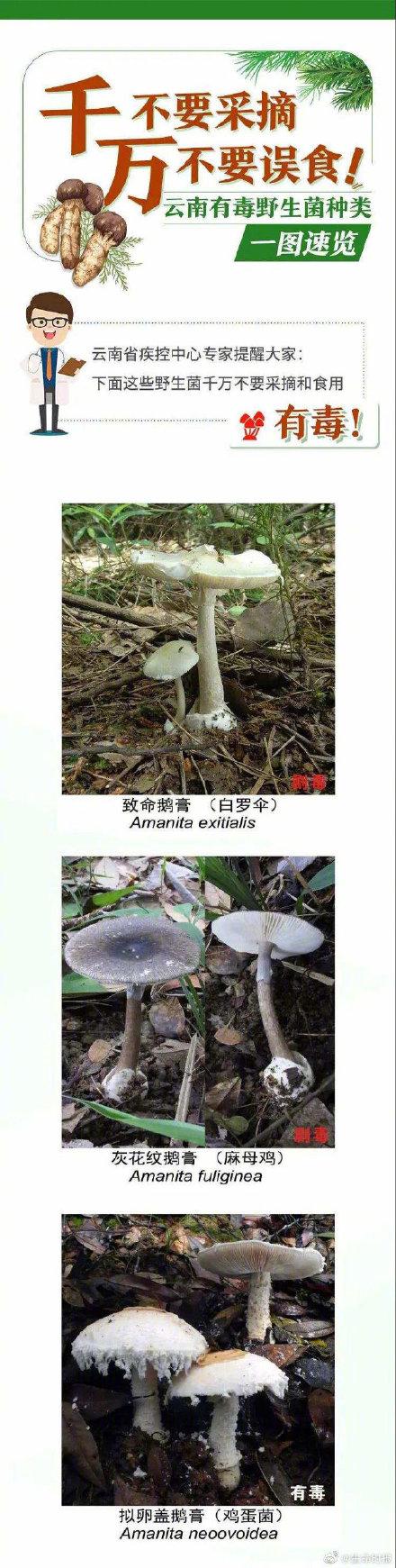 云南|野生菌未必更营养安全长这样的菌别碰