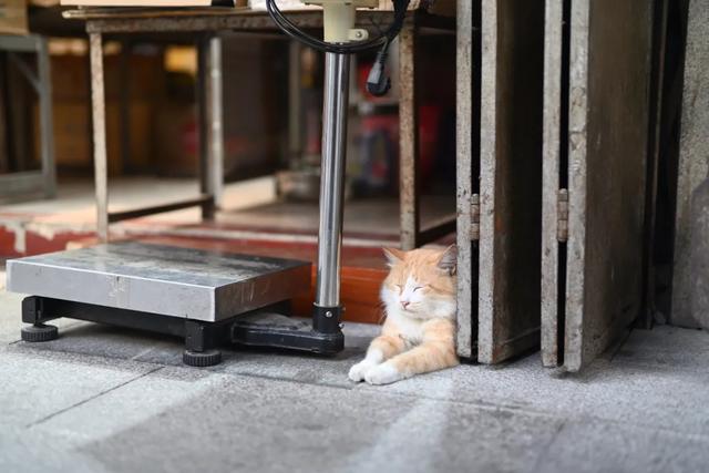 迦百列Megadap MTZ11转接环上手体验