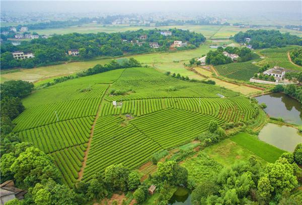 红网▲一起来看看湘潭县的大美茶山