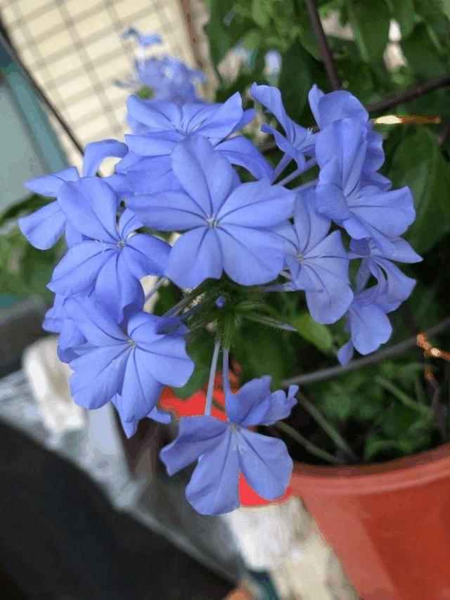 阳台养蓝雪花，秋冬季做好“一点”，来年花又开爆