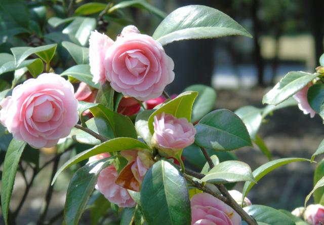 中国十大名花，寓意好观赏性强，很少人能养全