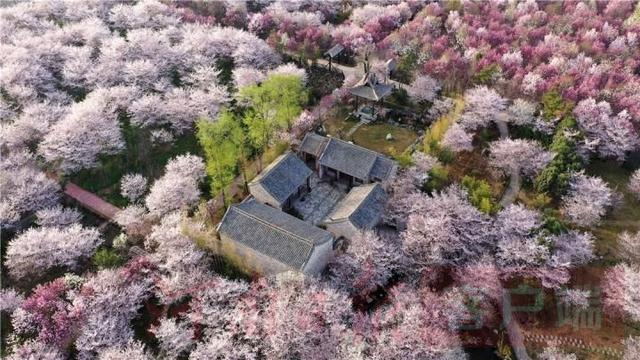 #世界那么大#鄢陵万余棵樱花争相绽放 如云似雪
