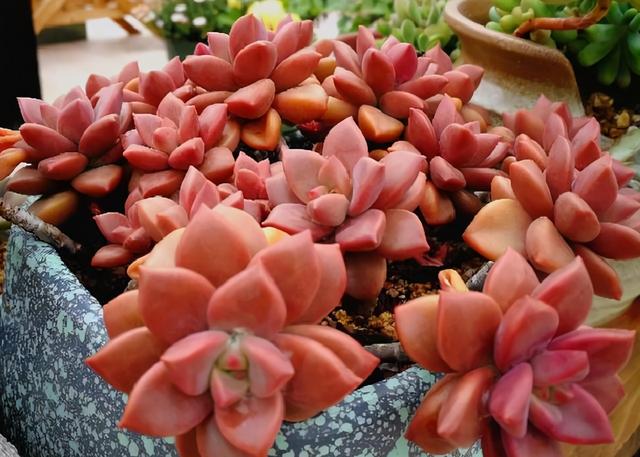 这“三多肉”遇水易窜芽，“寓意好”越老越值钱，可当“传家宝”