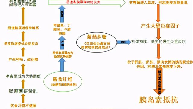 2型糖尿病案例：肠道菌群重建一周，胰岛素减半，血糖从9到6