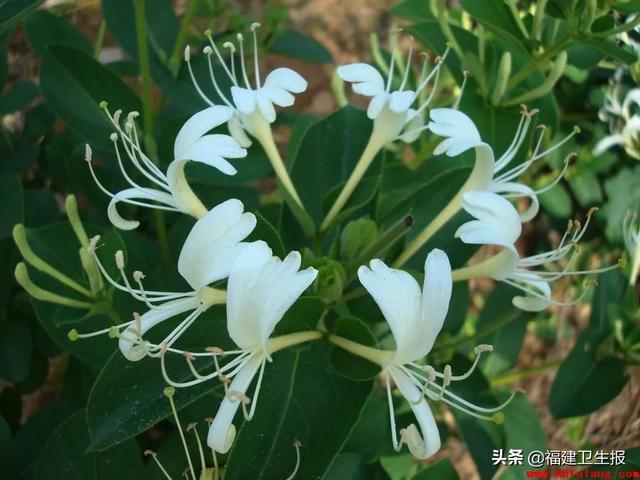 中毒|7人中毒1人死亡！福建疾控紧急提醒