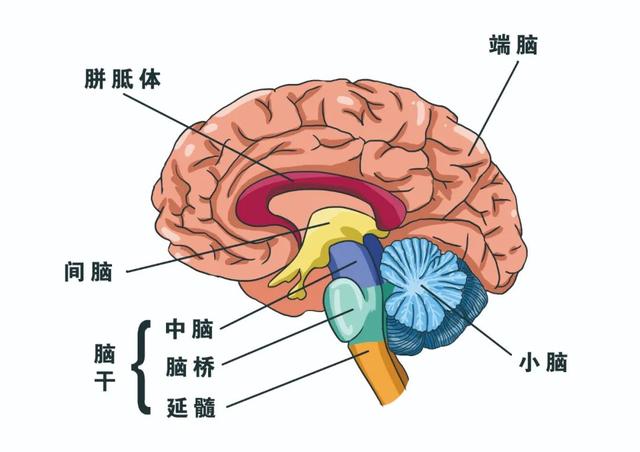 你的育儿经|到底什么是感觉统合？一道西红柿炒鸡蛋告诉你答案