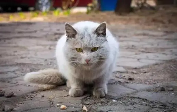 沪上小区流浪猫泛滥 对这些毛孩子，该护还是该抓？