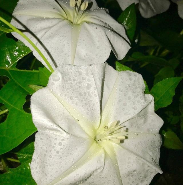 只在夜晚开放的月光花，洁白美丽，如皎皎月轮